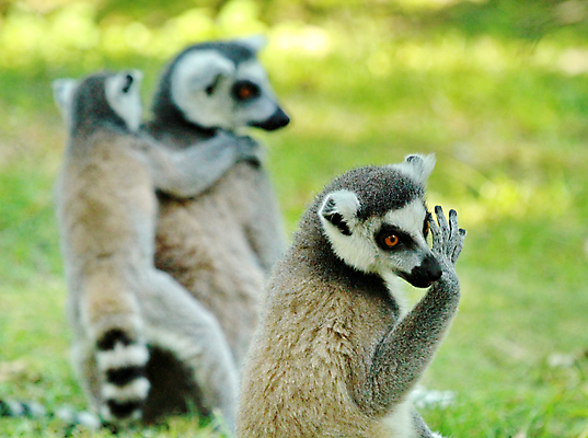 포토 JPG 해외이미지 나무 동물 1 응시 야생동물 백그라운드 포유류 가족 아프리카 자연 털 흑백 동물원 종류 앉기 사람없음 야외 검은색 줄무늬 회색 흰색 원숭이 아기 관찰 반지 모피 꼬리 멸종 솜털 노려봄 고립 마다가스카르 여우원숭이 해외202004 해외포토 식물 시선 나라 컬러 무늬 장신구 관계 모션 촬영기법 표정 사람 생태계 파일형식 이미지허브