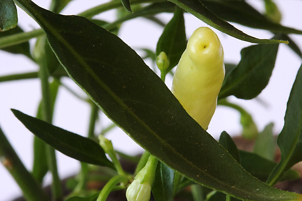 포토 JPG 해외이미지 식물 음식 채소 고추 피망 파프리카 건강 사람없음 초록색 컬러풀 노란색 정원 성장 신선 뜨거움 맛 작음 향신료 유기농 원예 매움 성분 내추럴 미니 식용 해외202004 해외포토 웰빙 컬러 컨셉 취미 크기 향미료 파일형식 이미지허브