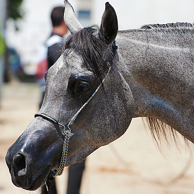 포토 JPG 해외이미지 동물 1 남자 감정 밭 포유류 모션 자연 사람없음 야외 가로 빨간색 초록색 여름 빛 달리기 농장 갈색 머리 검은색 어둠 힘 일몰 회색 자유 흰색 만 승마 황금 속도 호기심 갈기 고립 무료 해외202004 해외포토 계절 스포츠 컬러 컨셉 농업 사람 신체부위 노을 생태계 파일형식 이미지허브