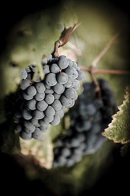 포토 JPG 해외이미지 식물 손 계절 얼굴 음식 잎 농업 과일 자연 하늘 포도 노동자 건강 사람 사람없음 빨간색 초록색 여름 파란색 와인 보라색 수확 가을 흰색 시골 신선 잡기 맛 다발 수집 유기농 포도밭 먼지 포도나무 내추럴 밭일 숙성 양조장 해외202004 해외포토 직업 웰빙 산업 컬러 컨셉 밭 모션 주류 신체부위 과일나무 생태계 파일형식 이미지허브