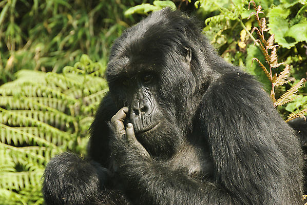 포토 JPG 해외이미지 나무 식물 동물 사람없음 숲 수집 먹기 고릴라 몸단장 르완다 그리너리 해외202004 해외포토 멸종위기종 포유류 모션 아프리카 파일형식 트랜드컬러 이미지허브