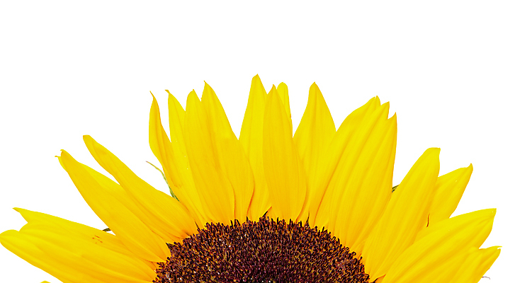 포토 JPG 해외이미지 식물 꽃잎 꽃 백그라운드 잎 자연 해바라기 사람없음 노란색 활발 흰색 닫기 싱글 데이지 고립 해외202004 해외포토 컬러 컨셉 모션 생태계 파일형식 이미지허브