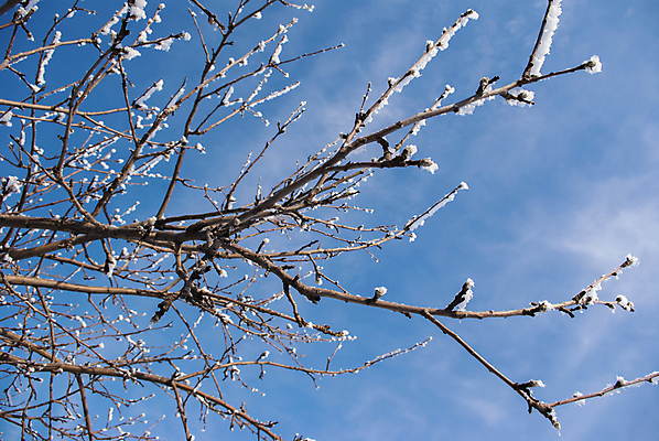 포토 JPG 해외이미지 나무 식물 계절 백그라운드 컨셉 잎 겨울 비즈니스 자연 하늘 날씨 추상 새로움 아이디어 사람없음 야외 가로 초록색 파란색 햇빛 태양 우주 환경 얼음 추위 성장 나뭇가지 신선 시간 서리 각도 온도 고드름 눈보라 1월 벌거벗은 해외202004 해외포토 자연요소 컬러 무늬 눈_날씨 날짜 생태계 파일형식 이미지허브