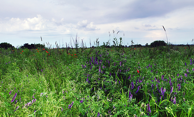 포토 JPG 해외이미지 식물 구름 디자인 꽃 종이 백그라운드 꽃무늬 밭 자연 하늘 표면 건강 미술 풍경 잔디 사람없음 장식 빨간색 초록색 파란색 갈색 일출 화목 활발 들꽃 수확 안개 골동품 벚꽃 신선 부식 질감 복고 페이지 양귀비 천국 그런지 방법 옛날 노화 해외202004 해외포토 자연요소 컬러 컨셉 무늬 농업 날씨 문화예술 노을 생태계 파일형식 이미지허브