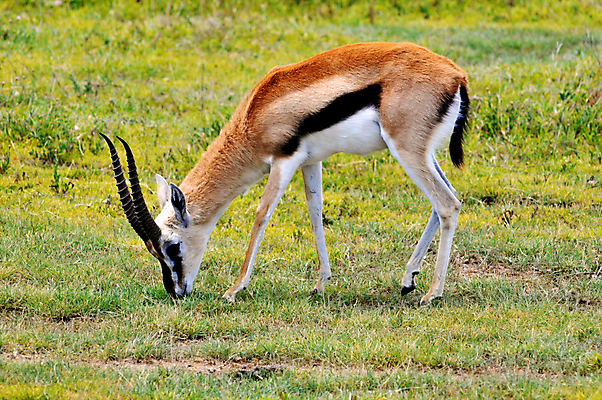 포토 JPG 해외이미지 동물 한마리 응시 야생동물 포유류 아프리카 자연 휴가 뿔 국립공원 서기 사람없음 야외 옆모습 가로 초록색 갈색 신혼여행 고독 사파리 영양 케냐 노려봄 가젤 보호구역 사바나 초식 탄자니아 평야 해외202004 해외포토 1 시선 공원 감정 나라 뷰포인트 컬러 결혼 모션 표정 생태계 구역 파일형식 이미지허브