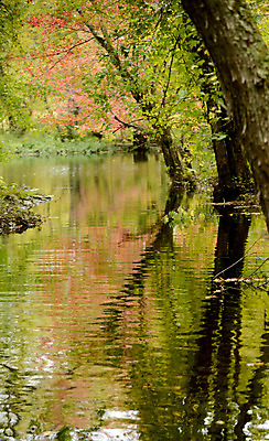 포토 JPG 해외이미지 나무 계절 호수 오렌지 자연 풍경 사람없음 초록색 물 여름 강 컬러풀 반사 평화 활발 가을 민물 해외202004 해외포토 자연요소 식물 컬러 컨셉 과일 생태계 파일형식 이미지허브
