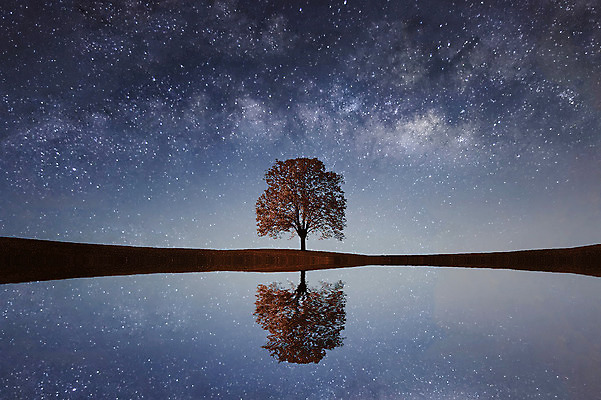 포토 JPG 해외이미지 나무 공원 별 과학 백그라운드 자연 하늘 파노라마 사람없음 야외 빛 우주 어둠 시골 분위기 야간 큼 싱글 코스모스 은하계 캘리포니아 장면 천문학 별빛 성운 무한 방법 해외202004 해외포토 자연요소 식물 공공시설 교육 꽃 컨셉 촬영기법 미국 크기 생태계 파일형식 이미지허브