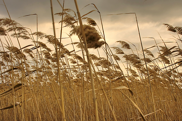 포토 JPG 해외이미지 구름 바람 숙이기 갈대 사람없음 노란색 회색 해외202004 해외포토 자연요소 식물 컬러 포즈 날씨 파일형식 이미지허브