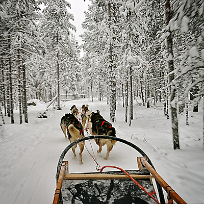 포토 JPG 해외이미지 동물 스포츠 겨울 핀란드 사람없음 레이싱 개 숲 북극 썰매 해외202004 해외포토 계절 포유류 북유럽 시합 극지방 파일형식 이미지허브