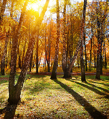 포토 JPG 해외이미지 주간 나무 공원 자연 그림자 사람없음 야외 햇빛 가을풍경 가을 숲 해외202004 해외포토 자연요소 식물 계절 공공시설 풍경 태양 생태계 파일형식 가을_계절 이미지허브