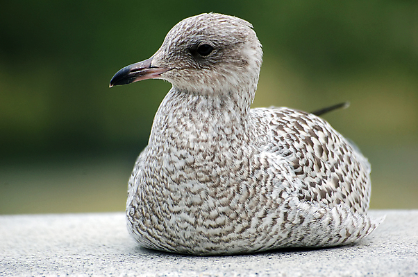 포토 JPG 해외이미지 동물 바다 날개 자연 갈매기 조류 하늘 풍경 사람없음 여름 파란색 흰색 닫기 깃털 부리 해외202004 해외포토 계절 컬러 모션 생태계 파일형식 이미지허브