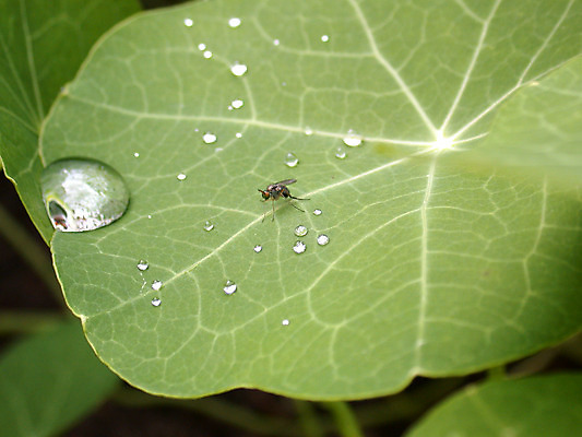 포토 JPG 해외이미지 나무 식물 지구 백그라운드 잎 자연 잔디 사람없음 야외 초록색 약 환경 정원 흙 봄 성장 가을 물방울 허브 묘사 질감 내추럴 밭일 해외202004 해외포토 계절 컬러 의학 생태계 파일형식 이미지허브
