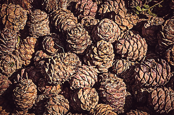 포토 JPG 해외이미지 나무 식물 디자인 계절 음식 백그라운드 크리스마스 겨울 패턴 자연 추상 휴가 새로움 건조 건강 씨앗 사람없음 목재 장식 초록색 갈색 견과류 수확 가을 흰색 나뭇가지 소나무 숲 12월 오브젝트 질감 러시아 솔방울 상록수 침엽수 전나무 원뿔 고립 삼나무 시베리아 엘리먼트 가문비나무 그리너리 해외202004 해외포토 도형 기념일 유럽 컬러 컨셉 무늬 농업 재료 날짜 생태계 파일형식 트랜드컬러 이미지허브