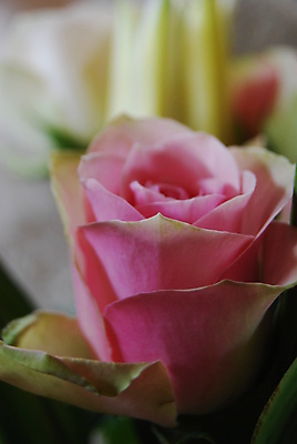 포토 JPG 해외이미지 꽃 분홍색 사람없음 장미 귀여움 해외202004 해외포토 식물 컬러 컨셉 파일형식 이미지허브