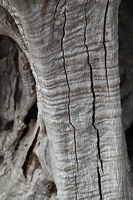 포토 JPG 해외이미지 나무 식물 계절 백그라운드 패턴 밭 농업 자연 추상 사람없음 야외 목재 여름 농장 평화 시골 스페인 닫기 지중해 유기농 올리브 질감 레시피 내추럴 숙성 안달루시아 옛날 해외202004 해외포토 웰빙 열매 유럽 산업 바다 컨셉 무늬 재료 모션 생태계 파일형식 이미지허브