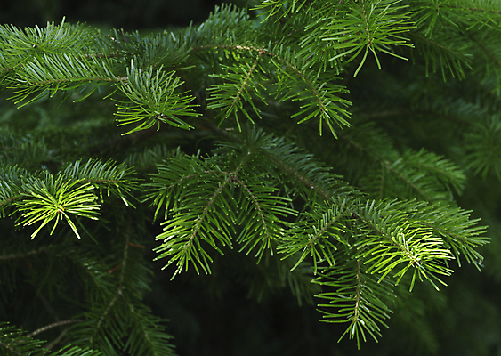포토 JPG 해외이미지 나무 식물 공원 백그라운드 크리스마스 자연 새로움 사람없음 목재 장식 초록색 환경 나뭇가지 소나무 숲 연도 묘사 침엽수 전나무 가문비나무 해외202004 해외포토 공공시설 기념일 컬러 컨셉 재료 생태계 파일형식 이미지허브
