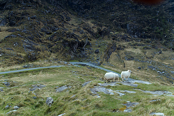 포토 JPG 해외이미지 유럽 밭 농업 자연 산 풍경 사람없음 야외 초록색 환경 계곡 가축 침묵 시골 양 방목 언덕 아일랜드 무료 밭일 해외202004 해외포토 동물 나라 산업 컬러 포유류 소리 축산업 생태계 파일형식 이미지허브