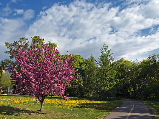 포토 JPG 해외이미지 나무 식물 계절 꽃잎 꽃 백그라운드 낙엽 잎 꽃무늬 자연 사람없음 야외 장식 빛 환경 정원 봄 벚꽃 흰색 나뭇가지 개화 5월 향수 순수 향기 냄새 아로마 향 마법 라일락 악취 해외202004 해외포토 컬러 컨셉 무늬 화장품 날짜 생태계 파일형식 이미지허브