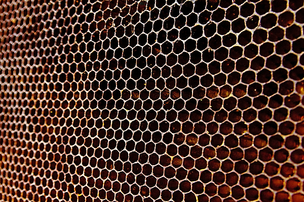 포토 JPG 해외이미지 모양 동물 라이프스타일 디자인 꽃 음식 곤충 백그라운드 꽃무늬 패턴 오렌지 자연 추상 주택 프레임 세포 건강 사람 사람없음 여름 약 갈색 노란색 식사 신선 황금 달콤 설탕 벌 먹기 유기농 질감 꽃가루 육각형 꿀 벌집 대칭 밀랍 양봉 왁스 효과 해외202004 해외포토 도형 식물 웰빙 계절 컬러 무늬 과일 의학 모션 건물 생활 맛 가루 생태계 파일형식 이미지허브