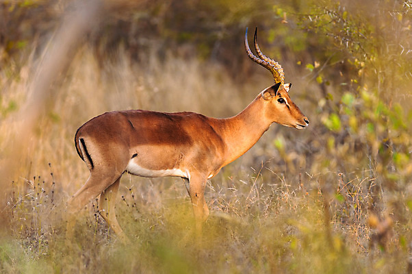포토 JPG 해외이미지 동물 공원 남자 야생동물 여행 포유류 아프리카 자연 초식동물 사슴 털 뿔 서기 사람없음 야외 옆모습 머리 환경 게임 황무지 닫기 큼 사파리 손목시계 싱글 영양 남쪽 내추럴 가젤 공격적 남아프리카 전국 해외202004 해외포토 공공시설 나라 뷰포인트 시계 컨셉 장신구 모션 놀이 사람 신체부위 크기 방향 생태계 파일형식 이미지허브