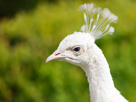 포토 JPG 해외이미지 동물 1 공원 남자 야생동물 포즈 백그라운드 자연 조류 왕관 동물원 사람없음 야외 초록색 컬러풀 머리 정원 활발 흰색 우아함 공작 깃털 묘사 꼬리 부리 목 해외202004 해외포토 공공시설 컬러 컨셉 사람 신체부위 생태계 파일형식 이미지허브