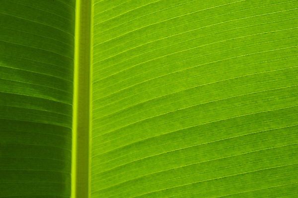 포토 JPG 해외이미지 나무 식물 아시아 백그라운드 잎 패턴 태국 자연 추상 바나나 동양인 사람없음 가로 세로 초록색 여름 빛 정원 신선 질감 내추럴 해외202004 해외포토 계절 나라 컬러 무늬 과일 인종 생태계 파일형식 이미지허브