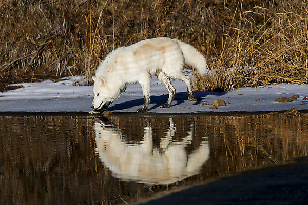 포토 JPG 해외이미지 주간 한마리 야생동물 서기 사람없음 야외 강 반사 늑대 해외202004 해외포토 자연요소 동물 1 포유류 모션 파일형식 이미지허브