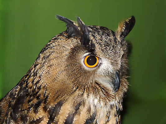 포토 JPG 해외이미지 동물 응시 야생동물 자연 조류 성인 사람없음 갈색 노란색 새벽 관찰 깃털 경계 시력 부리 날카로움 육식동물 비전 부엉이 육식 노려봄 해외202004 해외포토 자연요소 시선 컬러 모션 표정 사람 생태계 파일형식 이미지허브