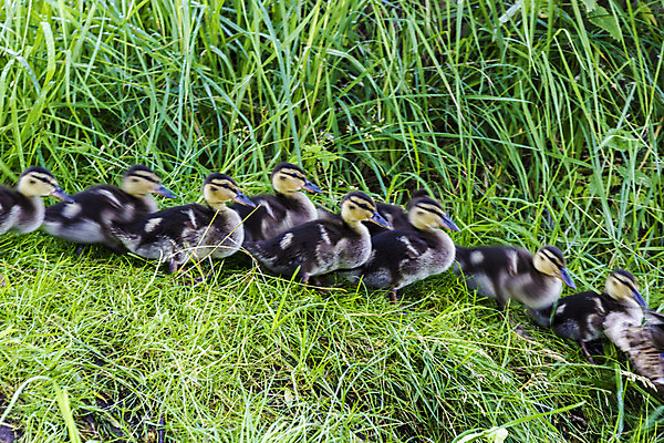 포토 JPG 해외이미지 식물 동물 계절 여자 행복 야생동물 여행 이동 가족 자연 조류 엄마 부활절 오리 병아리 풍경 사람없음 야외 초록색 물 여름 파란색 강 노란색 수영 봄 시골 아기 신생아 그룹 작음 깃털 부리 솜털 청둥오리 결백 해외202004 해외포토 자연요소 기념일 감정 컬러 컨셉 관계 사람 수상스포츠 크기 생태계 파일형식 이미지허브