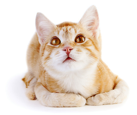 포토 JPG 해외이미지 동물 캐릭터 1 응시 얼굴 포즈 백그라운드 오렌지 장난 포유류 모션 자연 수염 털 기술 사랑 앉기 사람없음 빨간색 세로 반려동물 갈색 머리 고양이 우정 흰색 기다림 유머 큼 예측 호기심 싱글 코 부드러움 얼룩무늬 솜털 노려봄 고립 돌봄 해외202004 해외포토 시선 감정 컬러 컨셉 무늬 과일 표정 신체부위 친구 감각 크기 생태계 파일형식 이미지허브