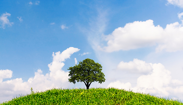 포토 JPG 해외이미지 나무 식물 구름 1 계절 백그라운드 잎 밭 농업 자연 하늘 풍경 잔디 사람없음 야외 초록색 여름 파란색 햇빛 태양 농장 노란색 환경 맑음 봄 흰색 나뭇가지 시골 고독 큼 땅 언덕 싱글 장면 내추럴 생태학 수평선 해외202004 해외포토 자연요소 교육 감정 산업 컬러 날씨 크기 생태계 파일형식 이미지허브