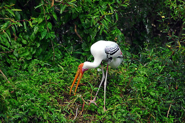 포토 JPG 해외이미지 동물 응시 시선 야생동물 분홍색 백그라운드 이동 날개 자연 조류 앉기 동양인 사람없음 컬러풀 미국 흰색 숲 깃털 부리 철새 노려봄 내추럴 고립 동물상 이국적 황새 해외202004 해외포토 컬러 컨셉 북아메리카 모션 표정 인종 조형물 생태계 파일형식 이미지허브