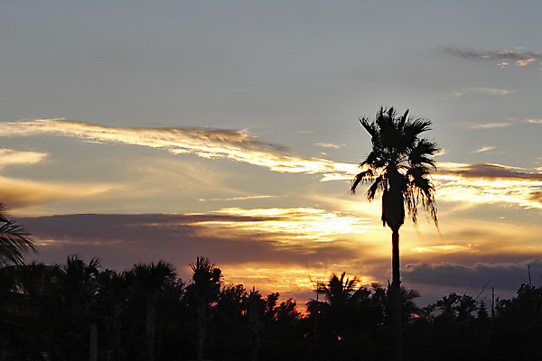 포토 JPG 해외이미지 나무 구름 실루엣 오렌지 자연 하늘 풍경 사람없음 파란색 야자수 노란색 보라색 검은색 어둠 침묵 일몰 황금 저녁 부드러움 남쪽 광 플로리다 전경 해외202004 해외포토 자연요소 식물 컬러 과일 촬영기법 노을 미국 소리 감각 야간 방향 생태계 파일형식 탑뷰 이미지허브