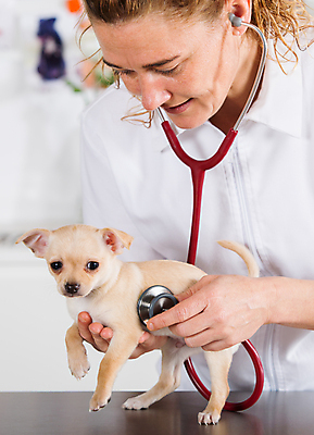 포토 JPG 해외이미지 동물 백인 직업 학생 여자 백그라운드 유니폼 청진기 노동자 실내 병원 한명 사람 성인 반려동물 약 듣기 고통 간호사 의사 잡기 개 강아지 무서움 문서 사냥개 치와와 수의사 송곳니 돌봄 해외202004 해외포토 서양인 1 옷 감정 포유류 의학 의료기기 모션 내부 의료진 치아 파일형식 이미지허브