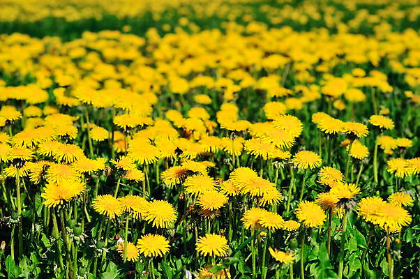 포토 JPG 해외이미지 식물 계절 꽃잎 꽃 백그라운드 꽃무늬 밭 자연 잔디 사람없음 여름 빛 컬러풀 햇빛 노란색 환경 정원 맑음 성장 시골 닫기 민들레 순수 해외202004 해외포토 컬러 컨셉 무늬 농업 모션 날씨 태양 생태계 파일형식 이미지허브