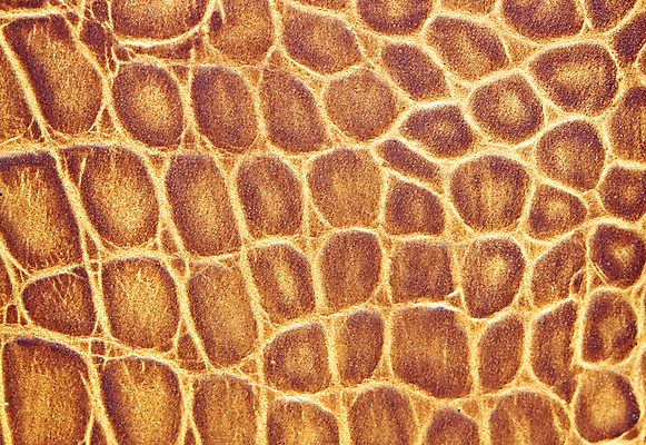 포토 JPG 해외이미지 동물 디자인 옷 산업 백그라운드 패턴 의자 자연 표면 날씨 추상 미술 사람없음 노란색 우주 어둠 줄무늬 수확 골동품 조약돌 직물 얼룩 거친 주름 가죽 유연 피부 질감 복고 날것 부드러움 결 한조각 내추럴 소가죽 숨기 엘리먼트 옛날 울퉁불퉁 카피스페이스 효과 해외202004 해외포토 1 컬러 가구 무늬 농업 모션 문화예술 신체부위 공백 돌_바위 감각 생태계 파일형식 이미지허브