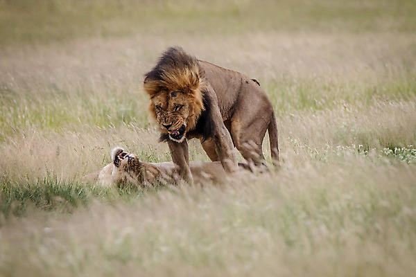 포토 JPG 해외이미지 동물 남자 야생동물 여행 포유류 아프리카 자연 생물 털 사람없음 환경 고양이 힘 분노 황무지 위험 사자 큼 왕 모피 사파리 리더 육식동물 사냥꾼 멸종 사자자리 표범 짝짓기 내추럴 사바나 웅장함 해외202004 해외포토 직업 감정 나라 컨셉 사람 반려동물 별자리 크기 생태계 파일형식 이미지허브