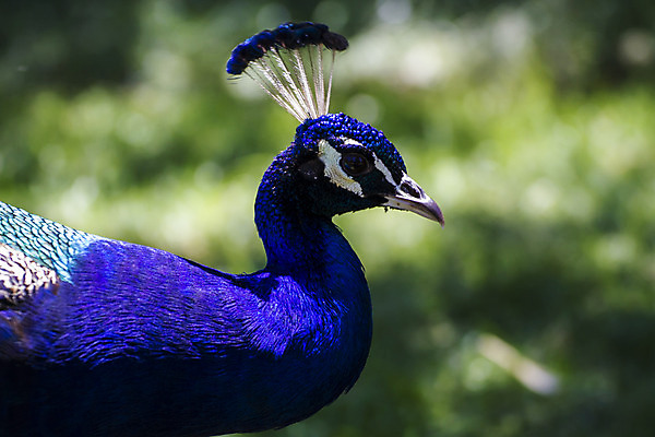 포토 JPG 해외이미지 동물 남자 야생동물 백그라운드 패턴 자연 조류 기술 동물원 사람없음 가로 초록색 파란색 컬러풀 머리 걷기 활발 우아함 공작 인도인 전시회 깃털 묘사 질감 꼬리 부리 쇼 목 보여주기 꿩 내추럴 멀티 웅장함 터키석 해외202004 해외포토 외국인 컬러 컨셉 무늬 모션 사람 동양인 신체부위 전시 보석 생태계 파일형식 이미지허브