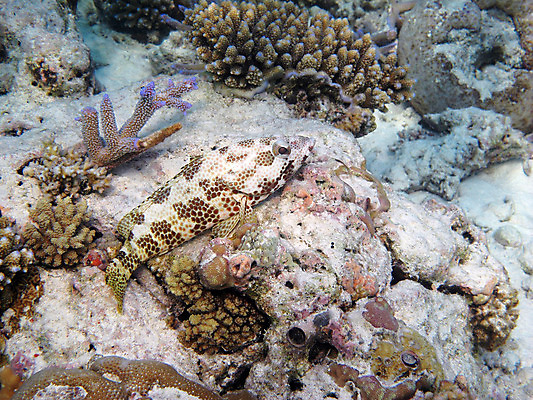 포토 JPG 해외이미지 바다 자연 어류 사람없음 물 수중 4 산호 암초 안장 몰디브 해외202004 해외포토 자연요소 아시아 숫자 수중동물 자포동물 생태계 파일형식 이미지허브