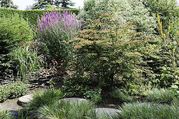 포토 JPG 해외이미지 나무 식물 꽃 분홍색 자연 풍경 사람없음 빨간색 초록색 물 여름 노란색 정원 시골 연못 신선 원예 내추럴 아카시아 스타일 해외202004 해외포토 자연요소 계절 컬러 취미 생태계 파일형식 이미지허브