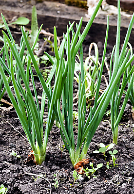 포토 JPG 해외이미지 식물 음식 채소 재료 자연 양파 건강 사람없음 야외 초록색 농장 정원 흙 봄 시골 신선 양념 그룹 유기농 매움 먼지 쪽파 식용 채식주의자 해외202004 해외포토 웰빙 계절 컬러 농업 맛 생태계 채식 파 파일형식 이미지허브