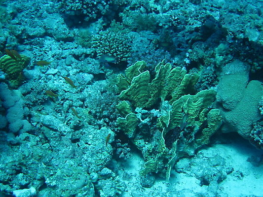 포토 JPG 해외이미지 야생동물 바다 이집트 사람없음 수중 산호 해외202004 해외포토 동물 아프리카 자포동물 파일형식 이미지허브