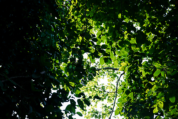 포토 JPG 해외이미지 나무 식물 공원 줄기 잎 자연 지붕 그림자 사람없음 목재 초록색 햇빛 정원 맑음 어둠 신선 뜨거움 숲 내추럴 그리너리 해외202004 해외포토 공공시설 컬러 재료 날씨 태양 생태계 파일형식 트랜드컬러 이미지허브