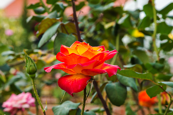 포토 JPG 해외이미지 식물 디자인 꽃 행복 리본 분홍색 꽃다발 결혼 백그라운드 컨셉 잎 꽃무늬 자연 벽지 추상 휴가 기념 프레임 발렌타인데이 선물 사랑 사람없음 장식 빨간색 초록색 장미 갈색 정원 검은색 축제 벚꽃 흰색 하트 축하 신선 신용카드 심볼 열정 해외202004 해외포토 모양 감정 컬러 무늬 데이이벤트 이벤트 금융 생태계 파일형식 이미지허브