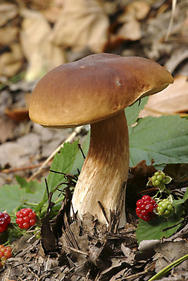 포토 JPG 해외이미지 나무 식물 계절 음식 줄기 백그라운드 잎 다이어트 재료 자연 건강 이끼 요리 사람없음 목재 빨간색 초록색 갈색 바구니 환경 식사 버섯 성장 가을 나뭇가지 숲 수집 먹기 그물버섯 땅바닥 식용 캡모자 해외202004 해외포토 모자_잡화 컬러 모션 바닥 생태계 파일형식 이미지허브