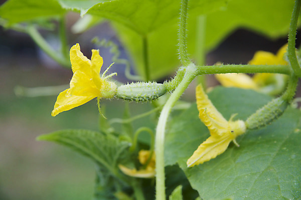 포토 JPG 해외이미지 식물 꽃 음식 잎 농업 채소 자연 오이 사람없음 초록색 노란색 정원 성장 가시 포도나무 밭일 해외202004 해외포토 산업 컬러 과일나무 생태계 파일형식 이미지허브