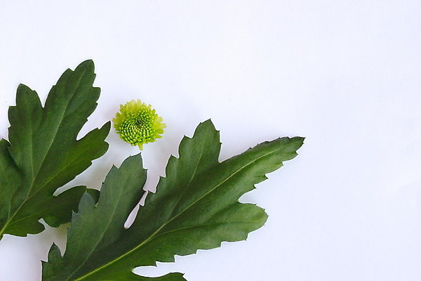 포토 JPG 해외이미지 식물 꽃잎 꽃 잎 꽃무늬 자연 사람없음 초록색 여름 정원 봄 원예 제라늄 해외202004 해외포토 계절 컬러 무늬 취미 생태계 파일형식 이미지허브