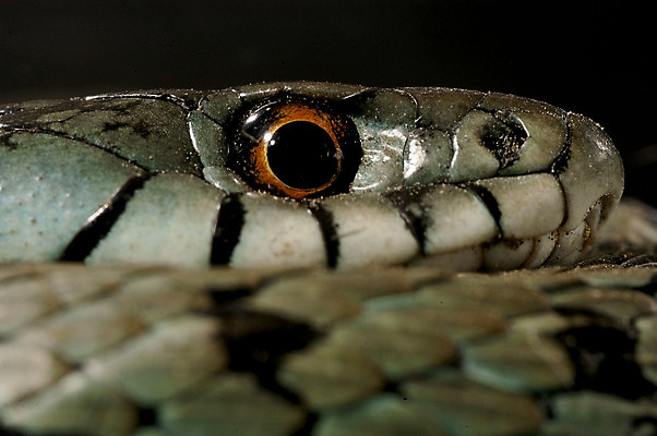 포토 JPG 해외이미지 동물 척추동물 야생동물 포유류 파충류 자연 생물 저울 종류 사람없음 노란색 머리 견본 환경 흰색 뱀 보호 위험 피부 생태계 생물학 육식동물 사냥꾼 멸종 생태학 오싹 해외202004 해외포토 직업 교육 컬러 컨셉 신체부위 파일형식 이미지허브