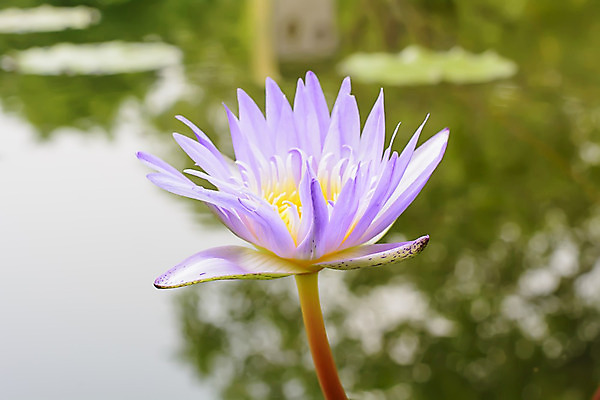 포토 JPG 해외이미지 나무 식물 꽃 종교 선 분홍색 백그라운드 불교 자연 동양인 사람없음 빨간색 초록색 물 노란색 정원 보라색 벚꽃 흰색 연못 신선 개화 해외202004 해외포토 자연요소 컬러 인종 생태계 파일형식 이미지허브