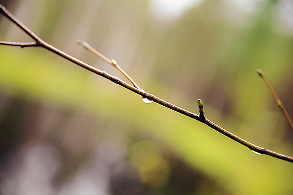포토 JPG 해외이미지 나무 식물 계절 공원 백그라운드 자연 아침 날씨 추상 사람없음 야외 빨간색 초록색 물 빛 반사 노란색 환경 봄 젖음 추위 가을 나뭇가지 신선 액체 떨어짐 숲 이슬 작음 빗방울 순수 해외202004 해외포토 주간 자연요소 공공시설 컬러 컨셉 무늬 비_날씨 크기 생태계 파일형식 이미지허브